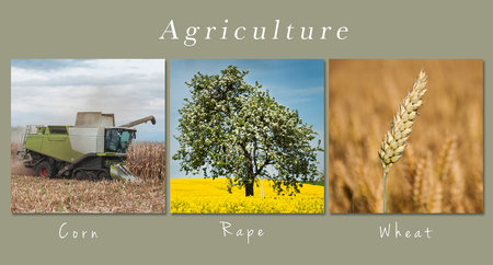 set of fields and meadow landscape - collage with textの写真素材