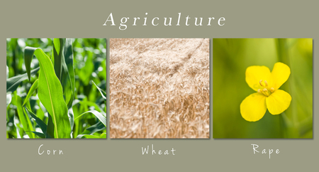 set of fields and meadow- collage with textの写真素材