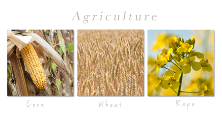 set of fields and meadow- collage with textの写真素材