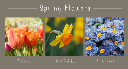 closeup of Spring flowers - collage with text : Tulips, Daffodils and Primrosesの写真素材