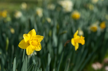 closeup of yellow daffodils in a public gardenの写真素材