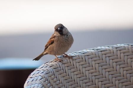 closeup of sparrow standing on wooden chair in restaurant terraceの写真素材