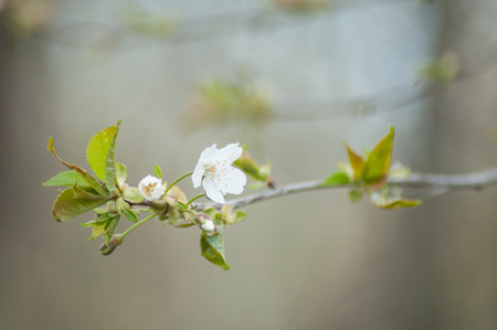 closeup of apple tree flowers at springの写真素材