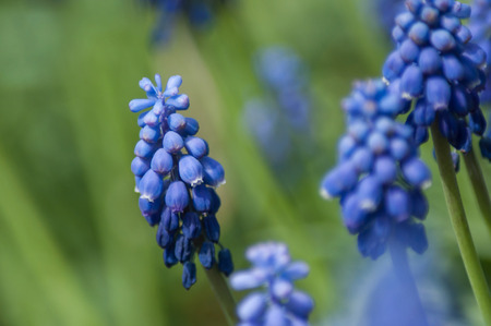 closeup of muscari blue flowers in a public gardenの写真素材