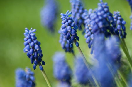 closeup of muscari blue flowers in a public gardenの写真素材
