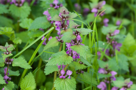 closeup of nettles blossom in the forest