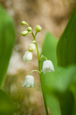 closeup of lily of the valley flowers in the forestの写真素材