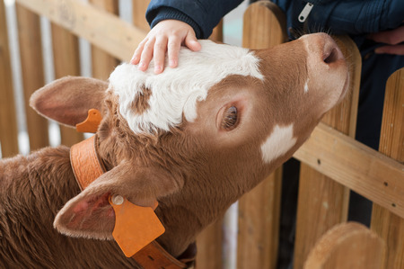 closeup of hand of chil on veal in a farmの写真素材