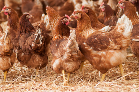 portrait of chicken in a Traditional free range poultry farmingの写真素材
