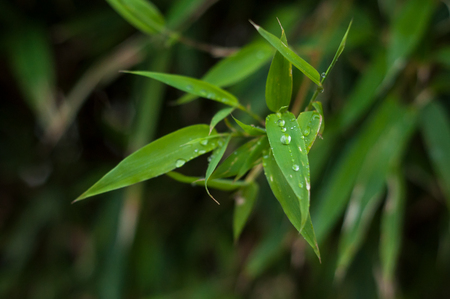 closeup of raindrops on bamboo leavesの写真素材