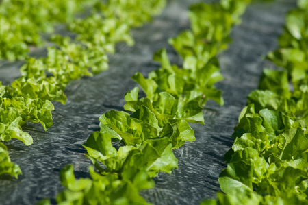 closeup of organic salad alignment in a fieldの写真素材