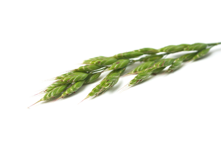 closeup of wild grass with seeds on white backgroundの写真素材