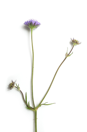 closeup of wild purple flower on white backgroundの写真素材