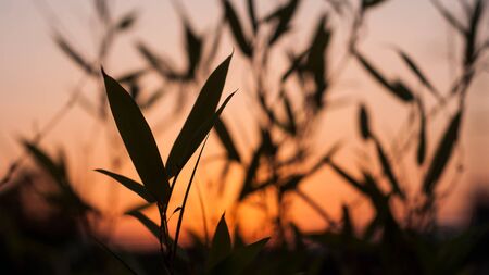 Closeup of bamboo leaves on sunset backgroundの写真素材
