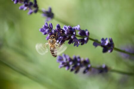 closeup of bee on lavender flowers in a public garden