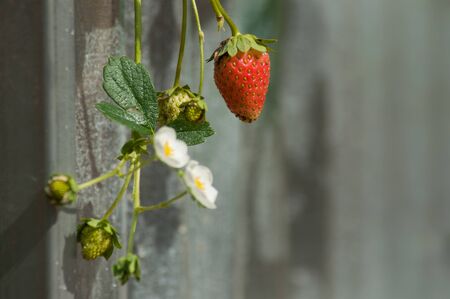 Closeup of organic strawberries in a greenhouse on sunlight viewの写真素材
