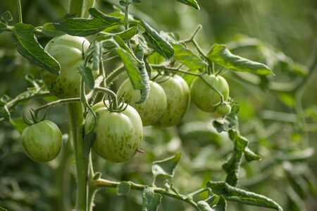 Closeup of green tomatoes in a greenhouseの写真素材