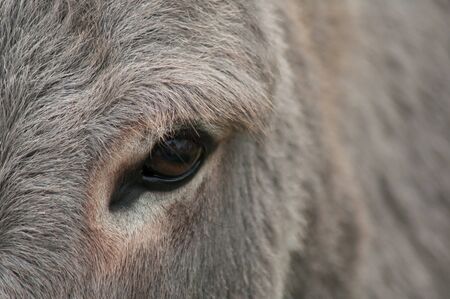 Closeup of eye of donkey in a meadowの写真素材