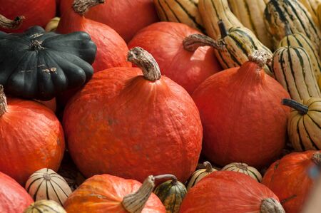 Closeup of various pumpkins in the gardenの写真素材