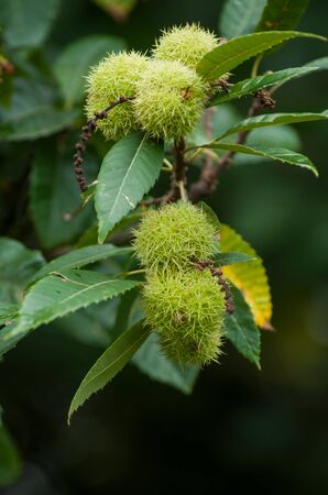 Closeup of chestnut fruits in branch in the  forestの写真素材