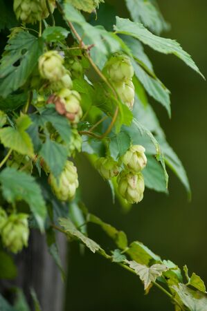 Closeup of hop flowers in a garden
