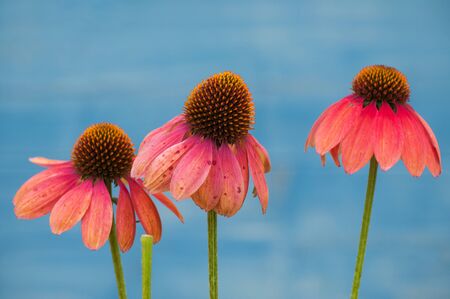 Closeup of pink echinacea on blue background in a public garden