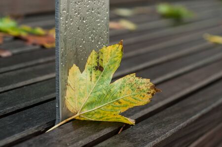 Closeup of autumnal maple leaves on wooden bench in urban parkの写真素材