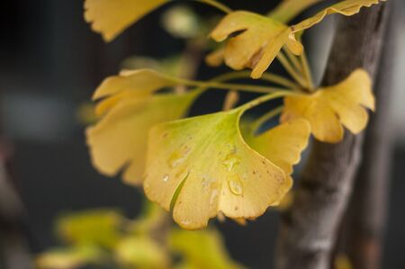 Closeup of automnal Ginkgo biloba leaves in urban park