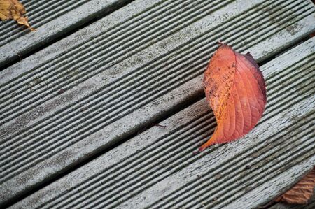 Closeup of red autumnal leaf on wooden terrace texture