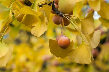 Closeup of autumnal ginkgo biloba leaves with fruits in a public gardenの写真素材