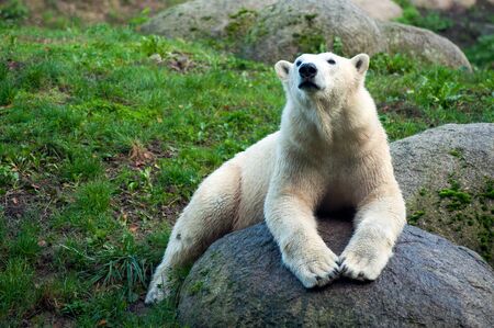 Portrait of polar bear lying on the rockの写真素材