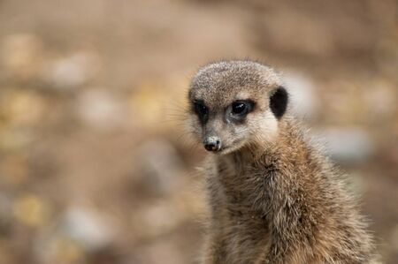 portrait of meerkat watching  on tree trunk 