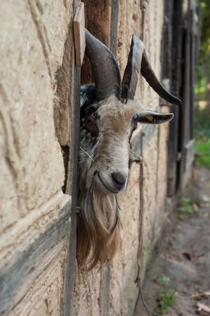 Portrait of bearded goat with long horns passing the head through a window of a medieval farmの写真素材