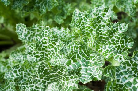 Closeup of thistle variegated leaves in a gardenの写真素材