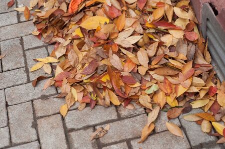 Closeup of autumnal leaves stack on cobbles in the streetの写真素材