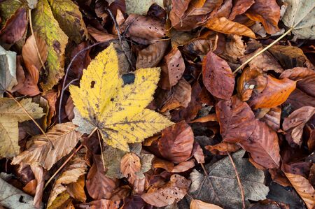 Closeup of autumnal leaves on the floor on the forestの写真素材