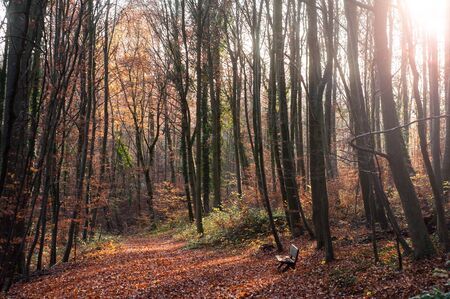 view of autumnal forest by sunsetの写真素材
