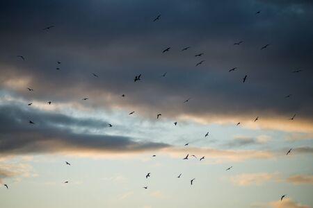 view of seagulls silhouettes on cloudy sky by sunset background 