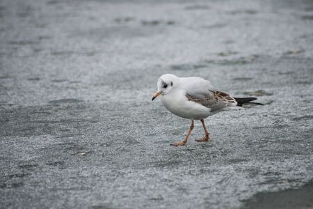 Portrait of seagull walking on frozen riverの写真素材