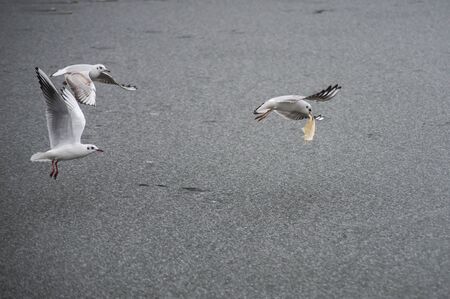 Portrait of seagulls flying on frozen river with pancake in mouthの写真素材