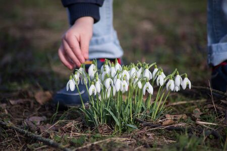 Closeup of hand of child picking white snowdrops in a meadowの写真素材