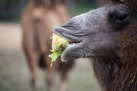 Portrait of Camel eating salad in outdoor