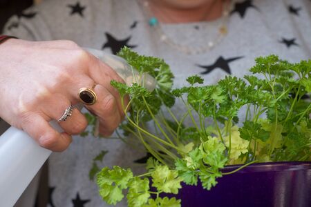 Closeup of hands of woman watering parsley plant in pot at homeの写真素材