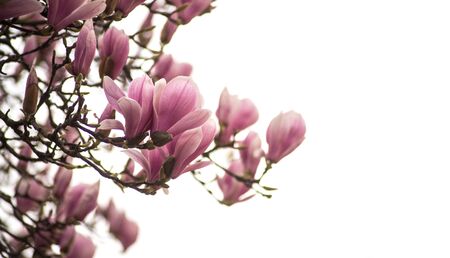 Closeup of magnolia blossom at spring in a public garden on white sky backgroundの写真素材