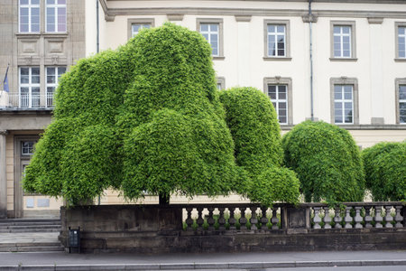 View of beautiful trees in front of historic buldings in Mulhouse - France のeditorial素材