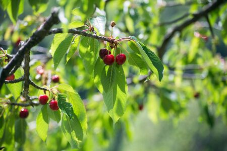 Closeup of cherres in a cherry tree branch in outdoorの写真素材
