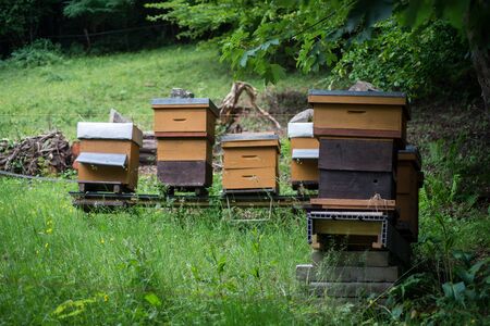 group of wooden beehives in a green meadow in border forest