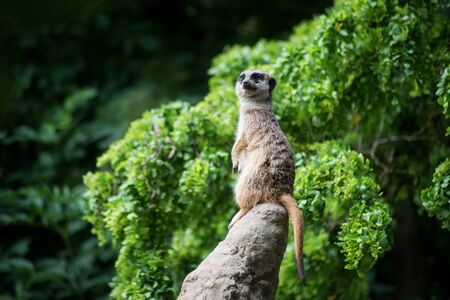 Portrait of meerkat standing on the top of rockの写真素材