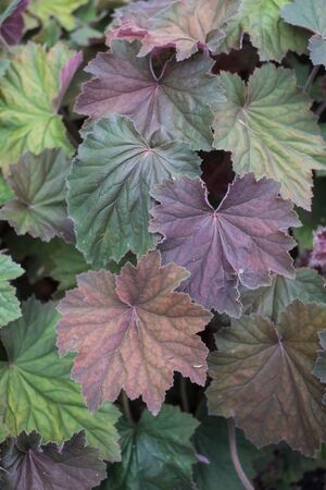 Closeup of purple leaves in a public garden 