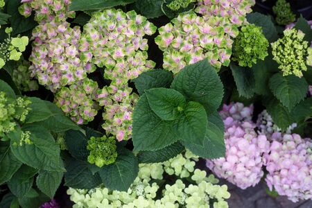 Closeup of various color hortensias at the florist 
